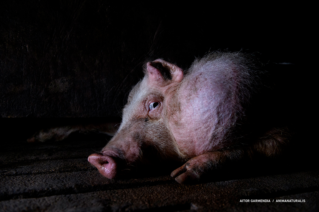 Aquí está la cara de los estándares de bienestar animal requeridos por la ley.