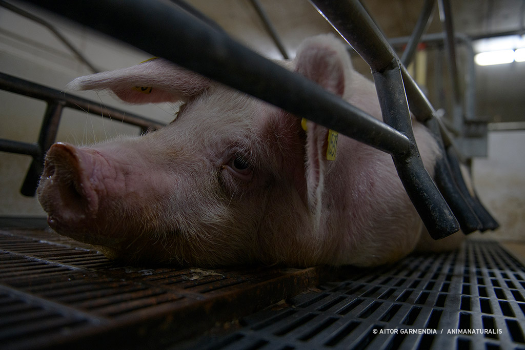 Aquí está la cara de los estándares de bienestar animal requeridos por la ley.
