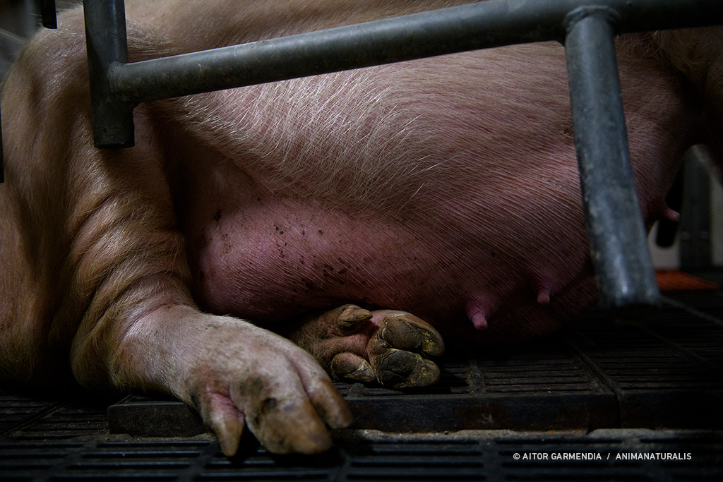 Aquí está la cara de los estándares de bienestar animal requeridos por la ley.
