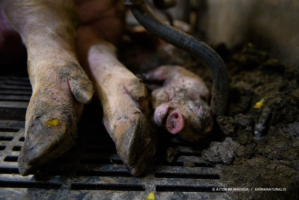 Aquí está la cara de los estándares de bienestar animal requeridos por la ley.