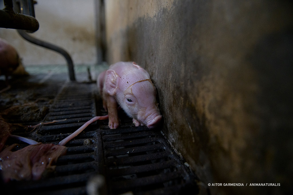 Aquí está la cara de los estándares de bienestar animal requeridos por la ley.