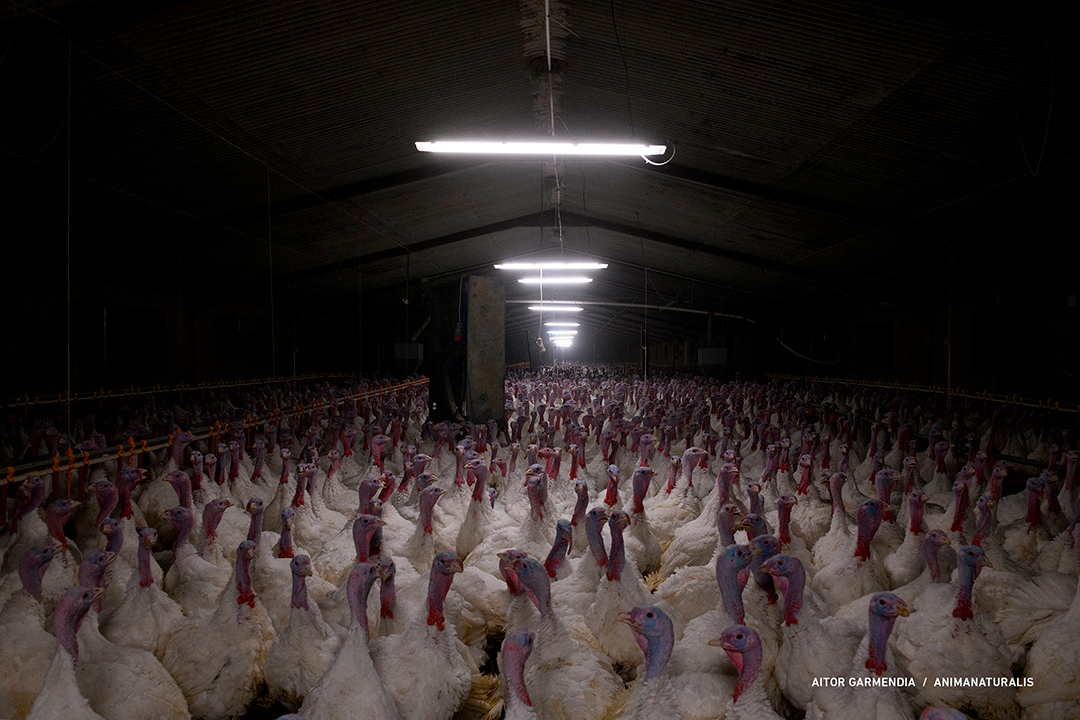Overcrowding, disease, malnutrition, pain and death. That's a farm.