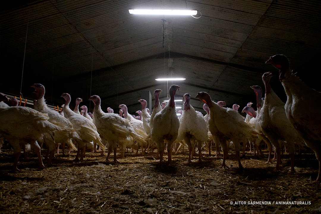 Overcrowding, disease, malnutrition, pain and death. That's a farm.