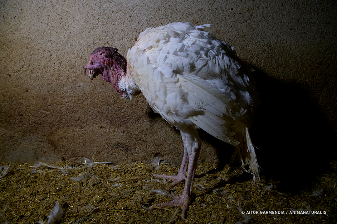 Overcrowding, disease, malnutrition, pain and death. That's a farm.