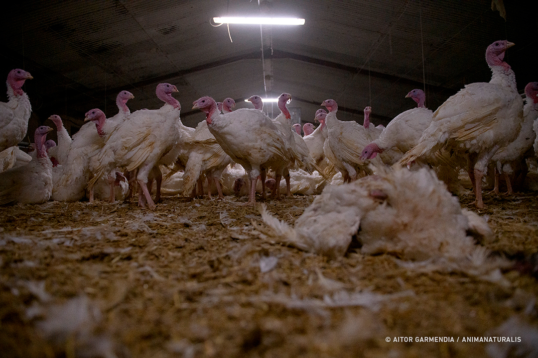 Overcrowding, disease, malnutrition, pain and death. That's a farm.