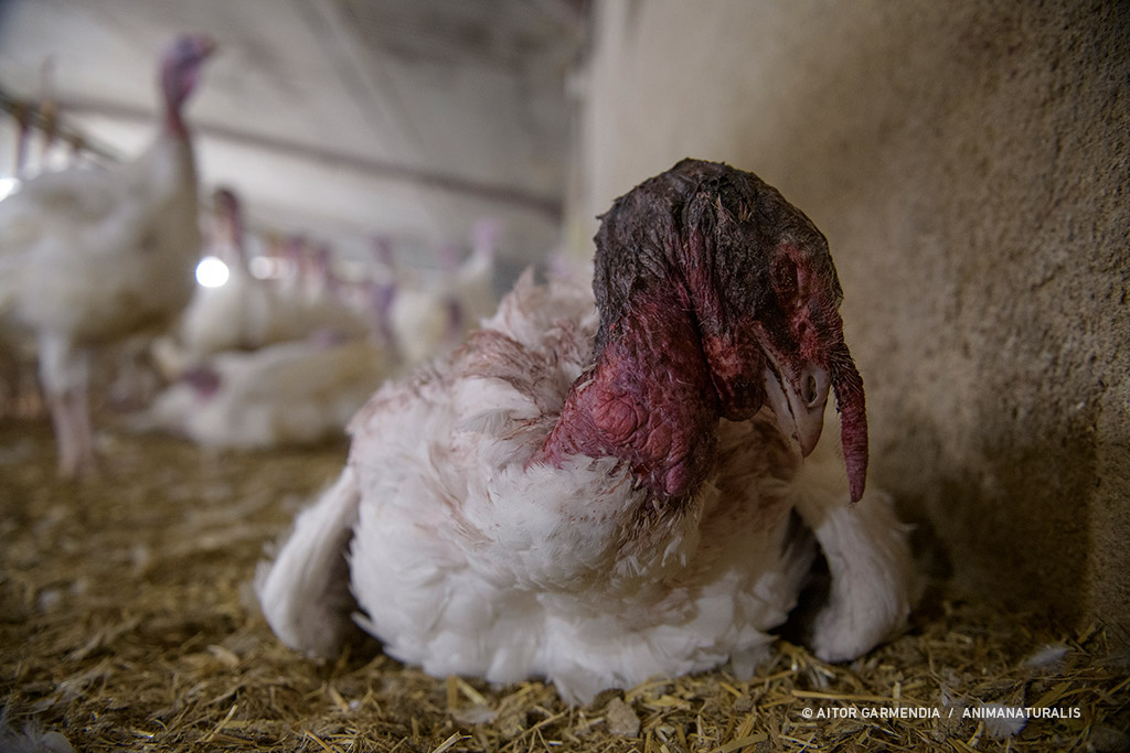 Overcrowding, disease, malnutrition, pain and death. That's a farm.